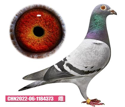w-欔373