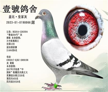 北京壹號鴿舍:蓋比-皇家灰