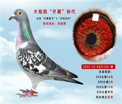 大銘鴿”仟翼“孫代 本身榮獲500公里季軍
