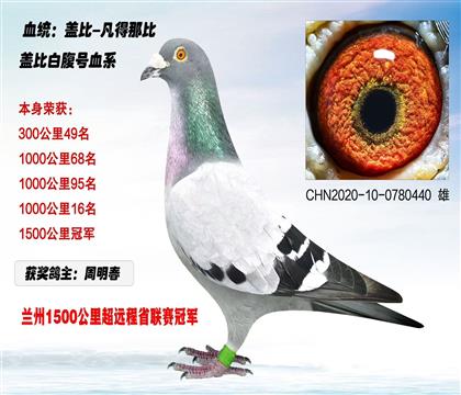 蓋比“白腹號血系”1500公里冠軍