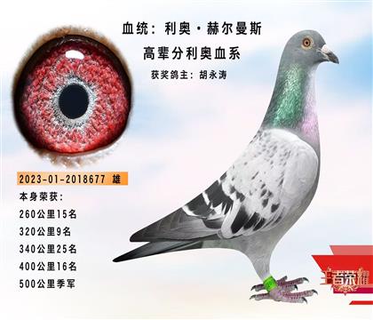 利奧·赫爾曼斯 本身500公里季軍
