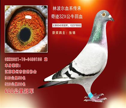 林波爾血系本身榮獲600公里冠軍