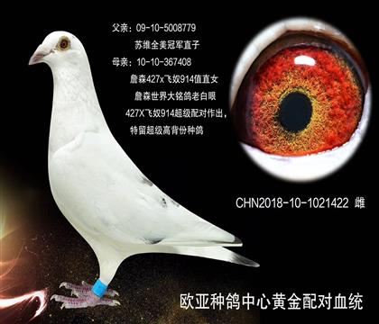 歐亞種鴿中心黃金配對血統(tǒng)