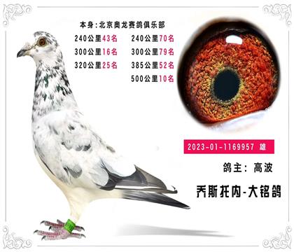 喬斯托內(nèi)-大銘鴿 本身500公里10名