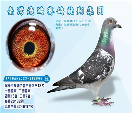 臺灣飛鴻賽鴿集團“桑杰士” 四關(guān)鴿王13名