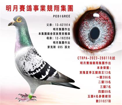 臺灣明月賽鴿集團”麥克斯“本身五關(guān)鴿王13名