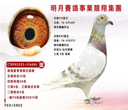 臺灣明月賽鴿集團作育“紅狐”本身五關(guān)綜合12名