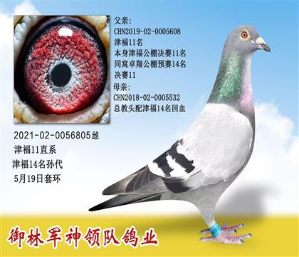 御林軍神領(lǐng)隊鴿業(yè)”津福11名直系“