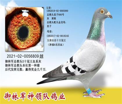 御林軍神領(lǐng)隊鴿業(yè)”總教頭X十冠王血系