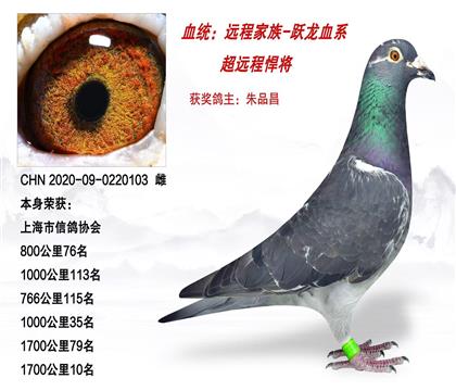 遠程家族-躍龍血系 本身1700公里10名