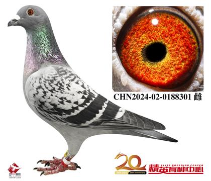 福雷迪.范西2025全國鴿王冠軍家族