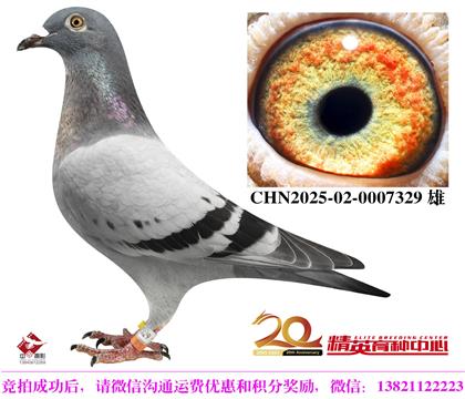 奶酪世界銘鴿“098”近親直孫