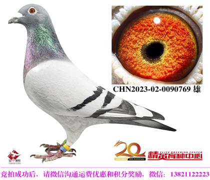 世界銘鴿“阿曼多”近親回血孫代