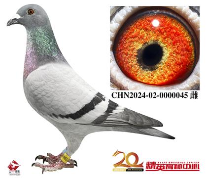 世界銘鴿“保時捷911”直孫/全國冠軍平輩