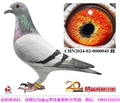 世界銘鴿“保時(shí)捷911”直孫/全國(guó)冠軍平輩