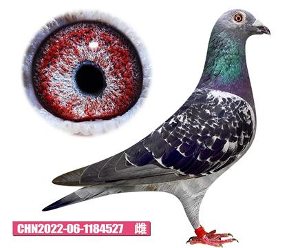 -o527