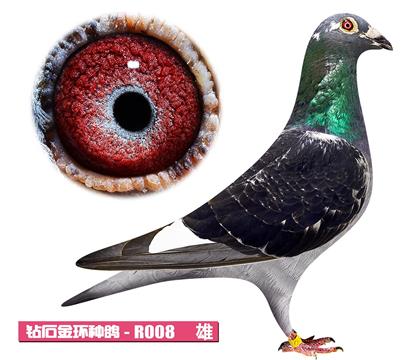 T-̖R008