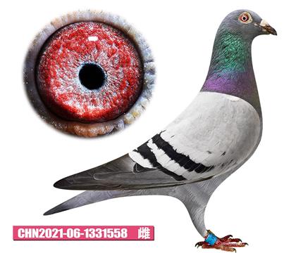 R-С558