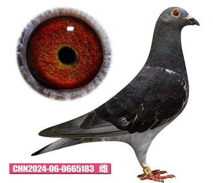 T-ͿŮ183