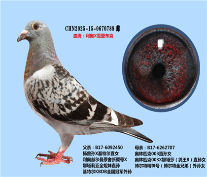范登布克基特爾X奧林匹克003