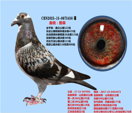 本舍黃金配對(duì)直子