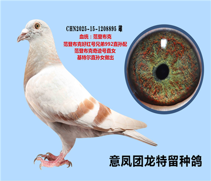 范登布克好紅號(hào)兄弟992X范登布克奇跡號(hào)