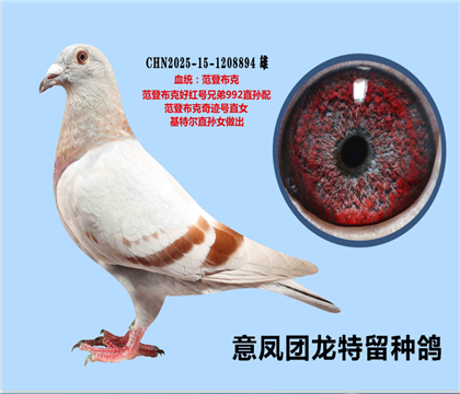 范登布克好紅號(hào)兄弟992X范登布克奇跡號(hào)