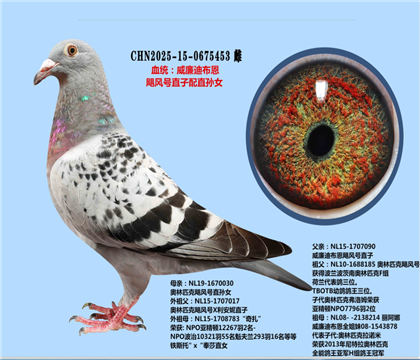 威廉迪布恩颶風(fēng)號(hào)