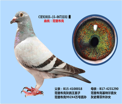 范登布克灰鴿王X基特爾