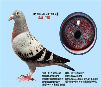 范登布克基特爾X奧林匹克003