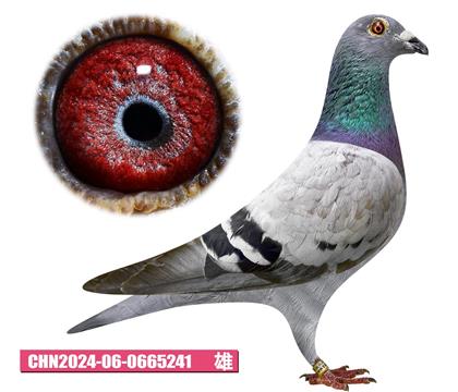 ǲ-ؠ241