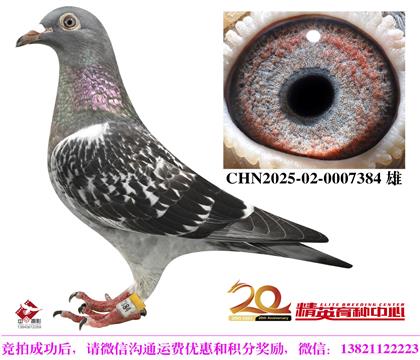 欧洲中长距离最顶级血统组合