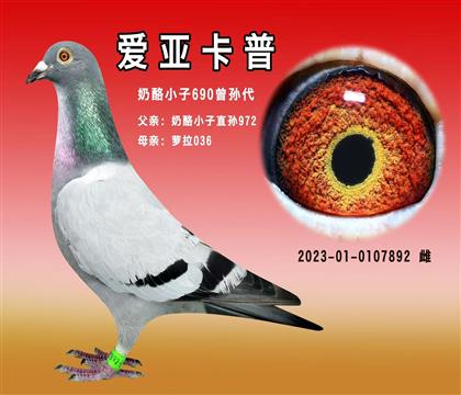 北京愛亞卡普“奶酪小子690曾孫代”