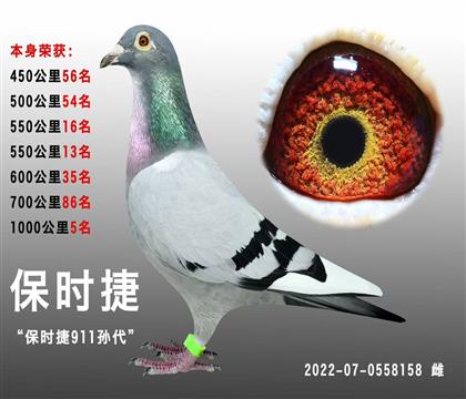 大銘鴿”保時捷911“ 本身成績1000公里5名