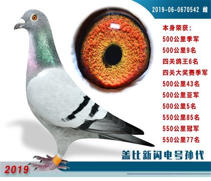 蓋比新閃電號孫代 本身500公里季軍
