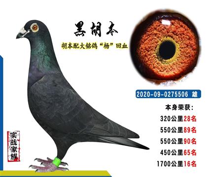 黑胡本 本身1700公里16名