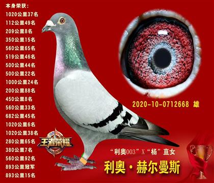 利奧·赫爾曼斯 本身榮獲900公里冠軍