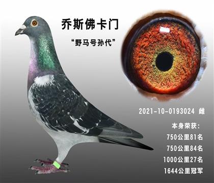 喬斯佛卡門”野馬號“孫代 本身1700公里冠軍
