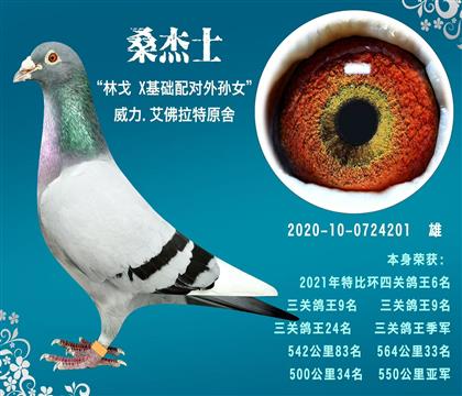 桑杰士“林戈”本身550公里亚军