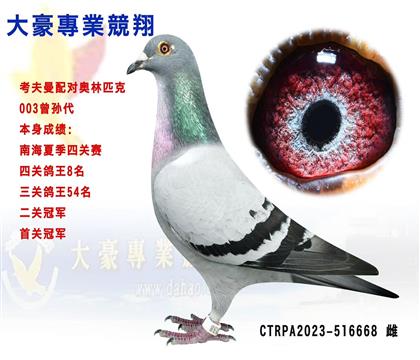 臺灣大豪專業(yè)競翔 本身四關(guān)鴿王8名