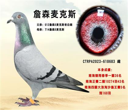 臺灣飛事速翔“詹森麥克斯” 本身四關(guān)鴿王5名