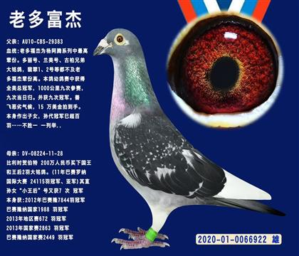 血統(tǒng):楊阿騰“老多福杰”