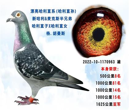 楊.胡曼斯”哈利“直系 本身1600公里亞軍