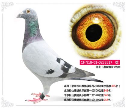 錢剛-北京松山賽鴿俱樂部第三關550公里254名 雄