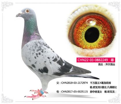 開爾鴿業(yè)--楊.歐瓦克 雄
