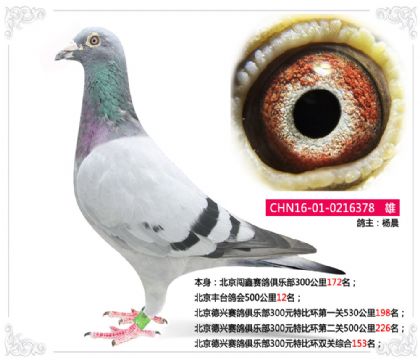 楊晨--北京豐臺鴿會500公里12名 雄