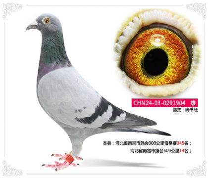 河北省南宮市鴿會500公里14名 雄