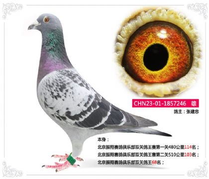 北京振翔賽鴿俱樂部雙關鴿王68名 雄