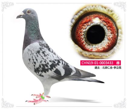 北京仁合-李立民----433 雌