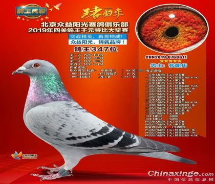 北京眾益陽光賽鴿俱樂部千元特比環(huán)院內(nèi)四關綜合鴿王88名